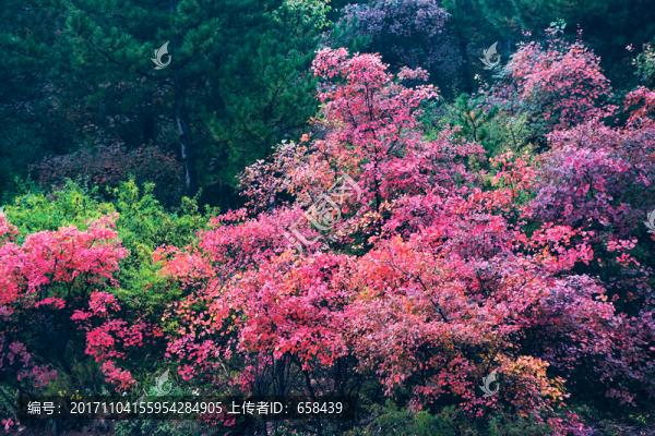 黃櫨紅了