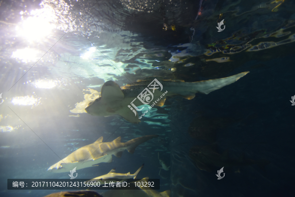 海底的鯊魚