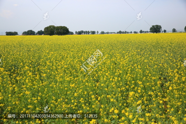 油菜花