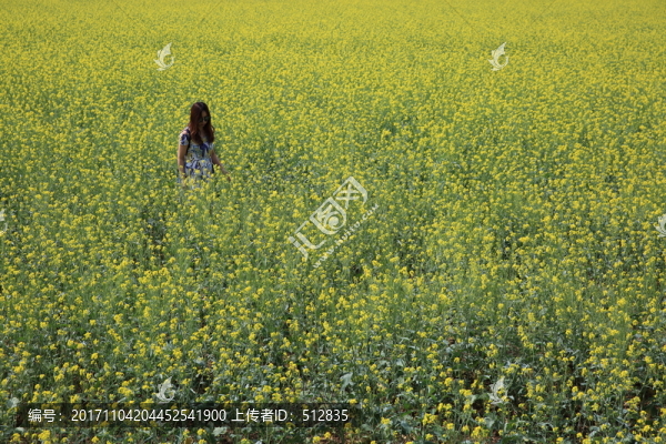 油菜花