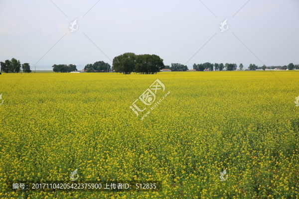 油菜花