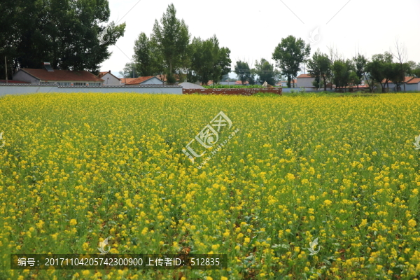 油菜花