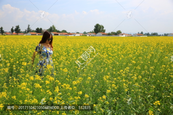 油菜花