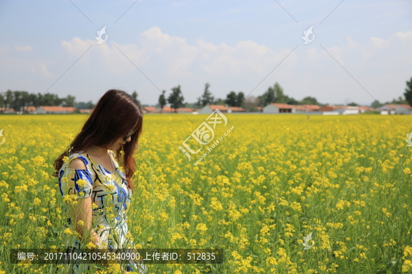 油菜花