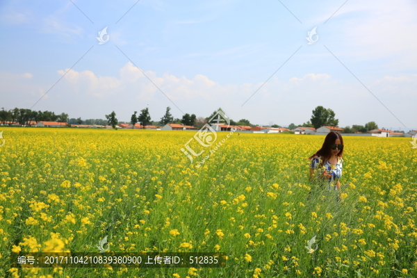 油菜花