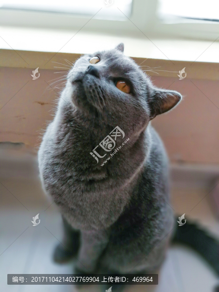 家貓