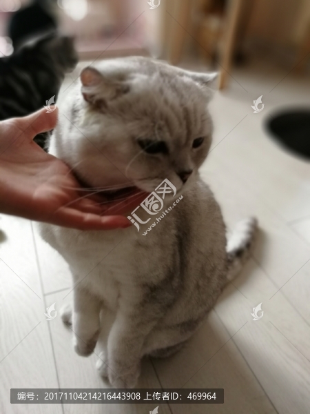 家貓