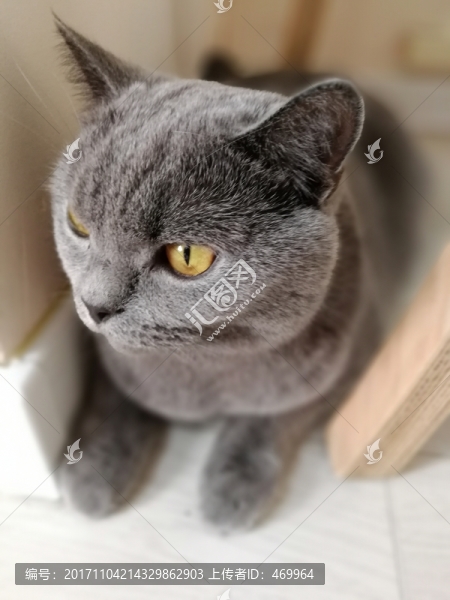 家貓