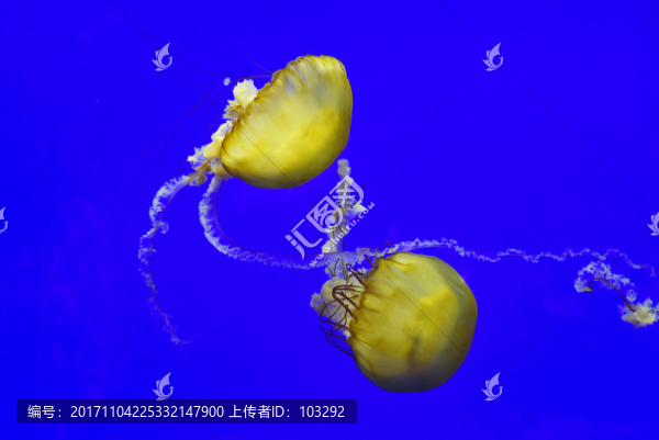 兩只黃色水母