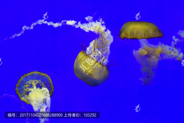 黃色的水母