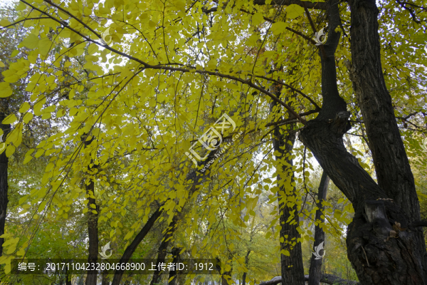 秋林