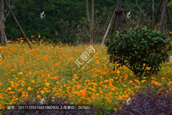 百花渡