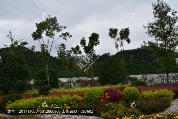 綠植