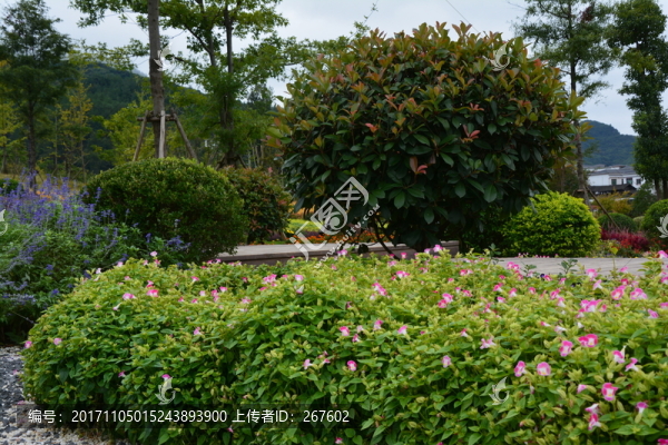 綠植