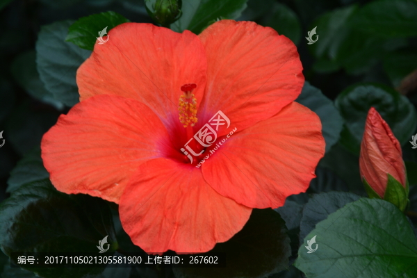 紅花