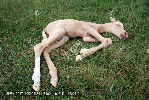 新生的阿拉伯馬駒1天前