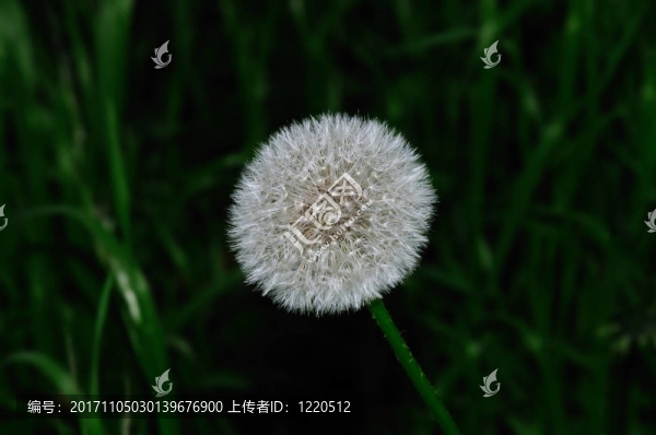 蒲公英