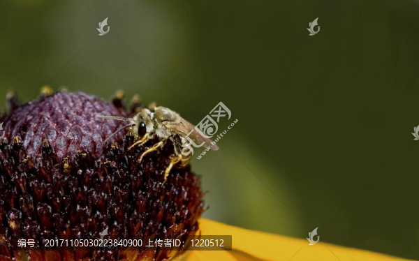 大花朵上的小蜜蜂