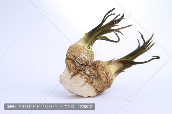 辛辣的根