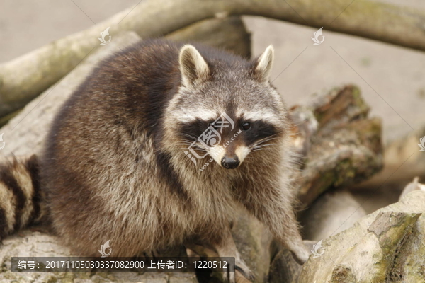 浣熊在接近