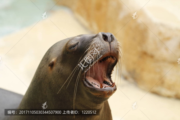 海獅