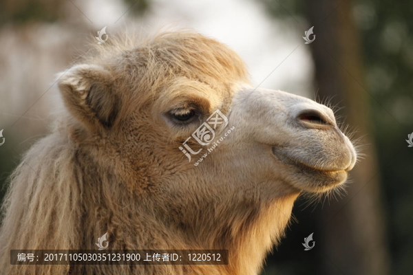 駱駝在接近