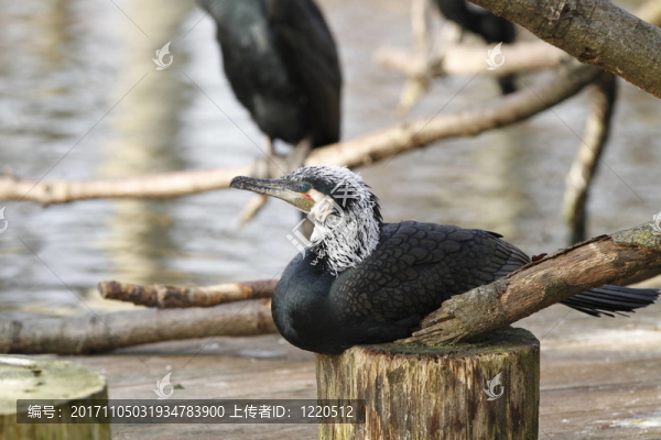 在接近鸕鶿