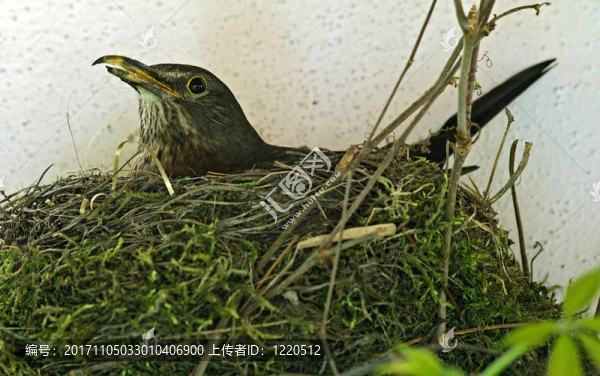 鳥