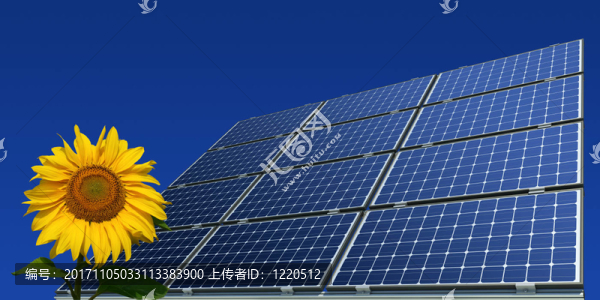 單晶硅太陽能電池板和向日葵