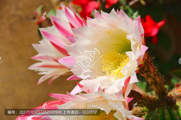 仙人掌花01