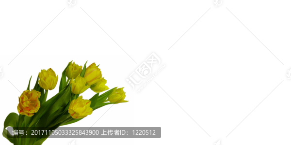郁金香