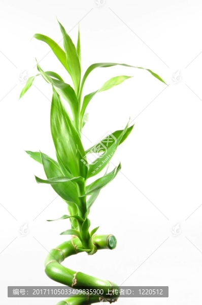葉