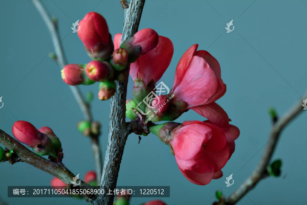 櫻花