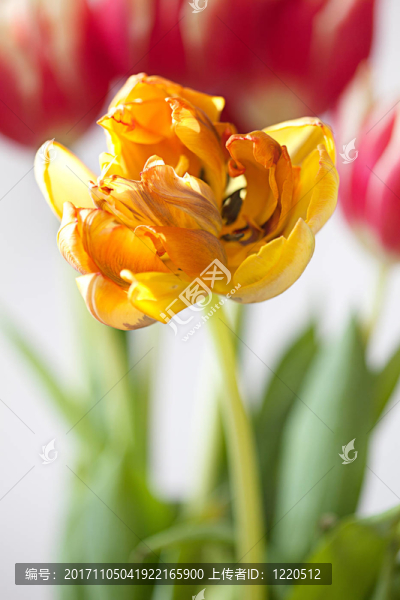 橙花