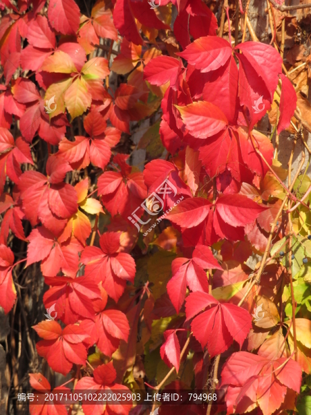 紅葉