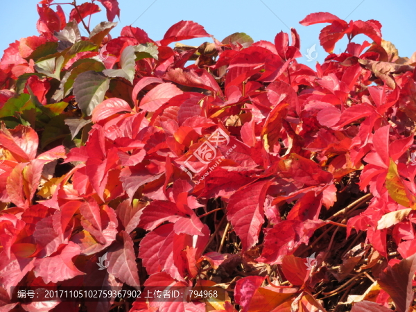 紅葉