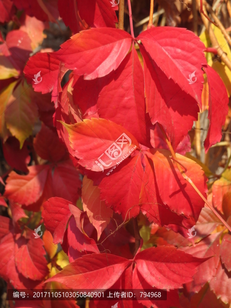 紅葉
