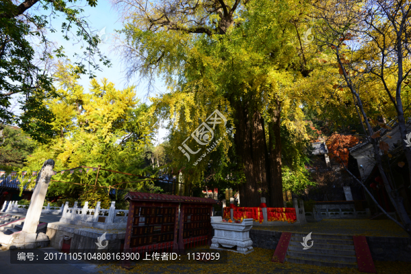 北京潭柘寺,帝王樹