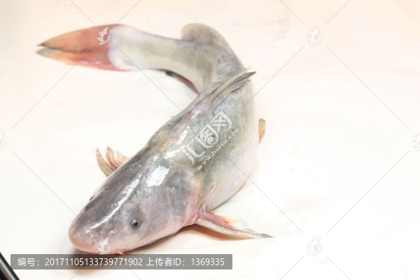 回頭魚