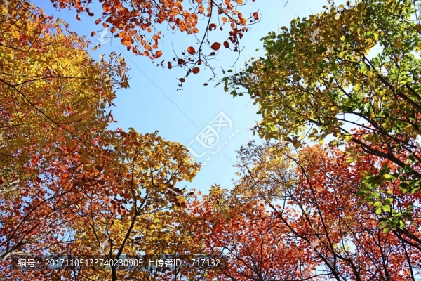 紅葉