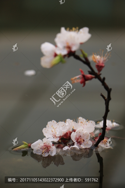 杏花
