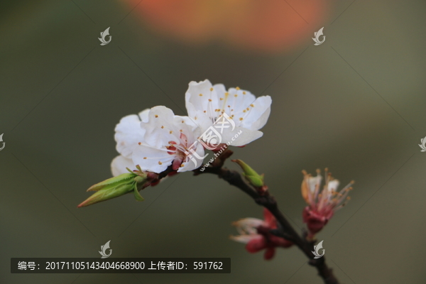 杏花
