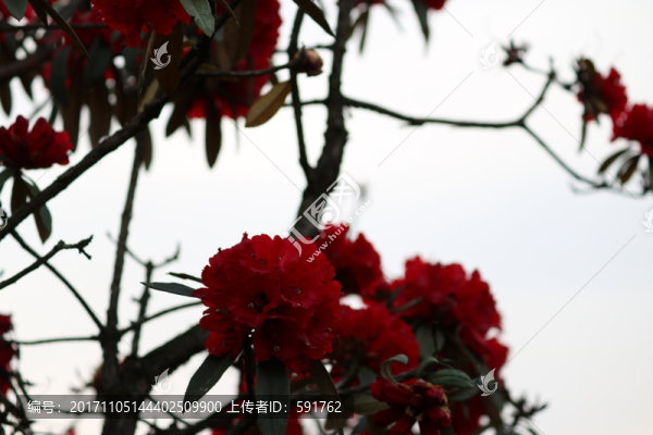 杜鵑花