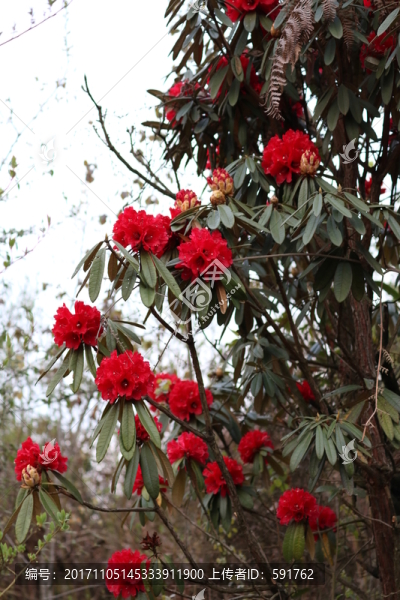 杜鵑花