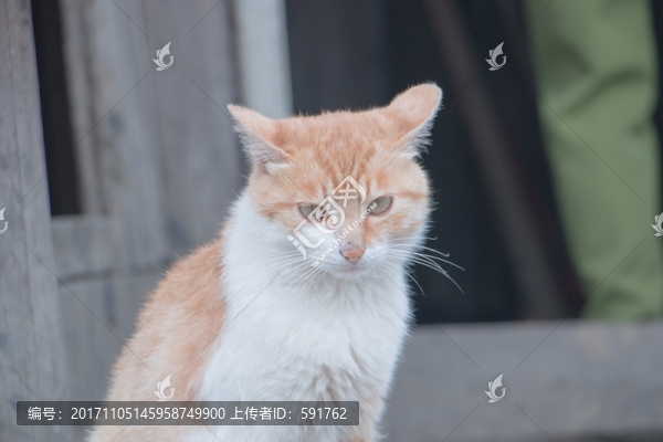 貓咪