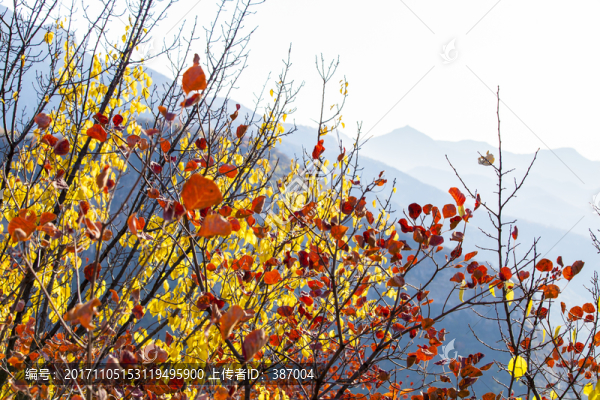 坡峰嶺,黃櫨,紅葉