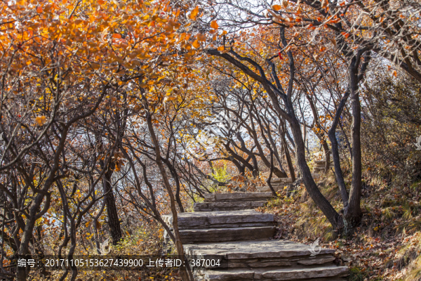 坡峰嶺,黃櫨,紅葉