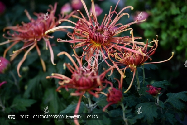 菊花