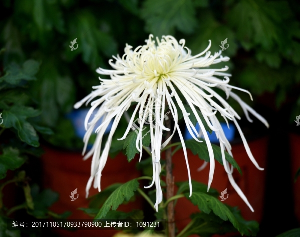菊花