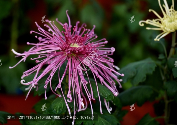 菊花